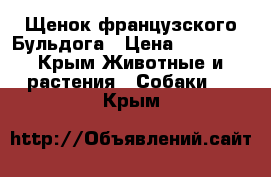 Щенок французского Бульдога › Цена ­ 15 000 - Крым Животные и растения » Собаки   . Крым